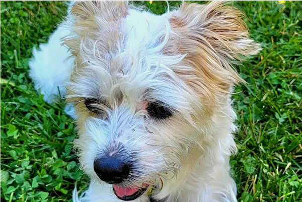 brown and white dog in grass
