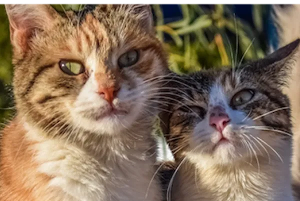 two cats