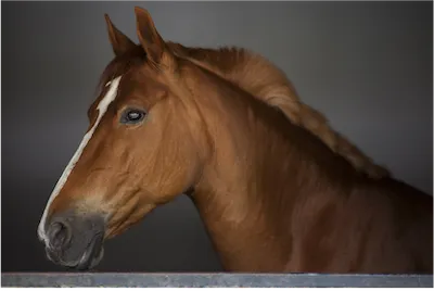 brown horse with white markings
