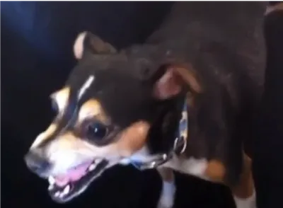 brown, black, and white dog