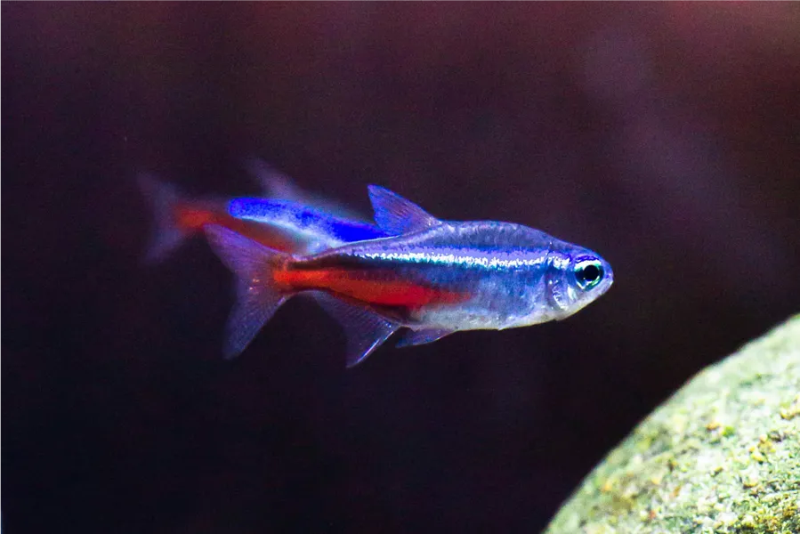 small blue and red fish