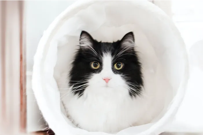 black and white cat in white play tunnel