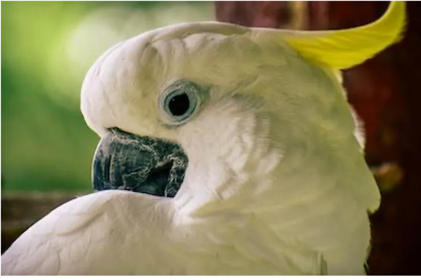 white bird