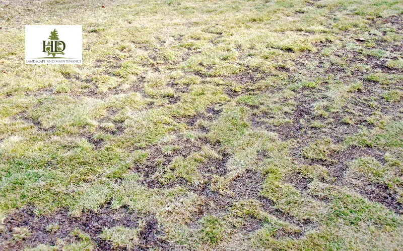 lawn damage