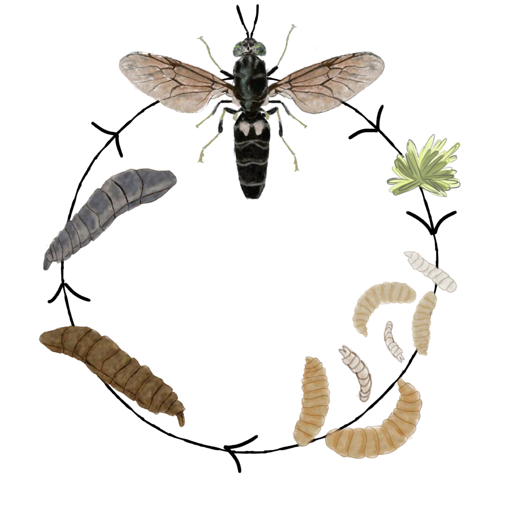 BSFL Life Cycle