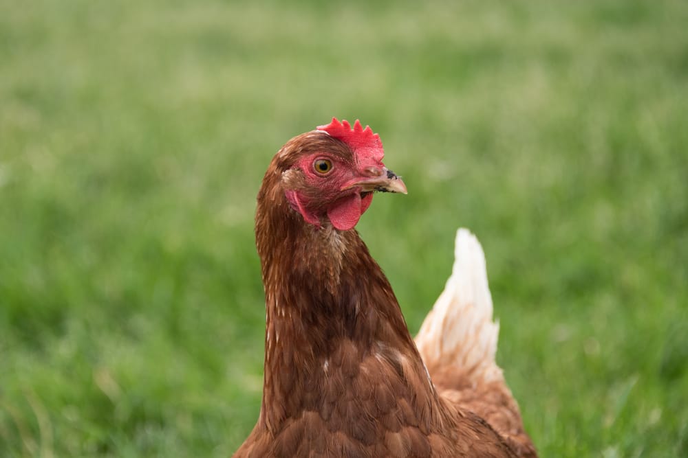 Ways Big Ag Quietly Crushes Small Farms
