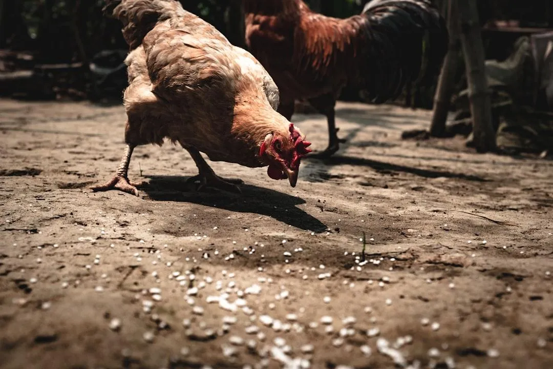 How to Feed Chickens Cheaply & Without Buying Feed