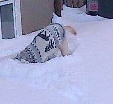 Dog lost head in snow.
