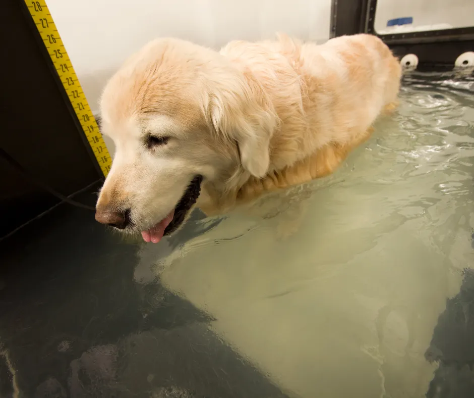 Can Underwater Treadmill Help Your Dog?