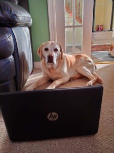 Telerehab = Canine Rehab + Physical Distancing!