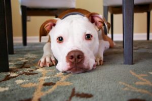 Are you driving your dog crazy?