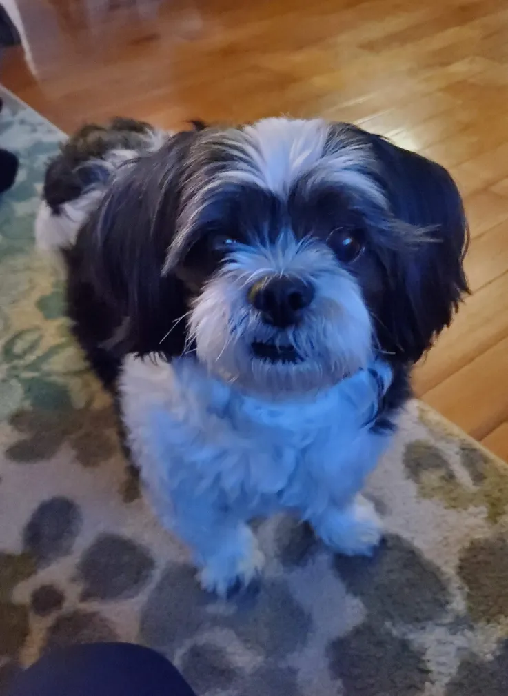Why your senior dog might have a wobbly backend!