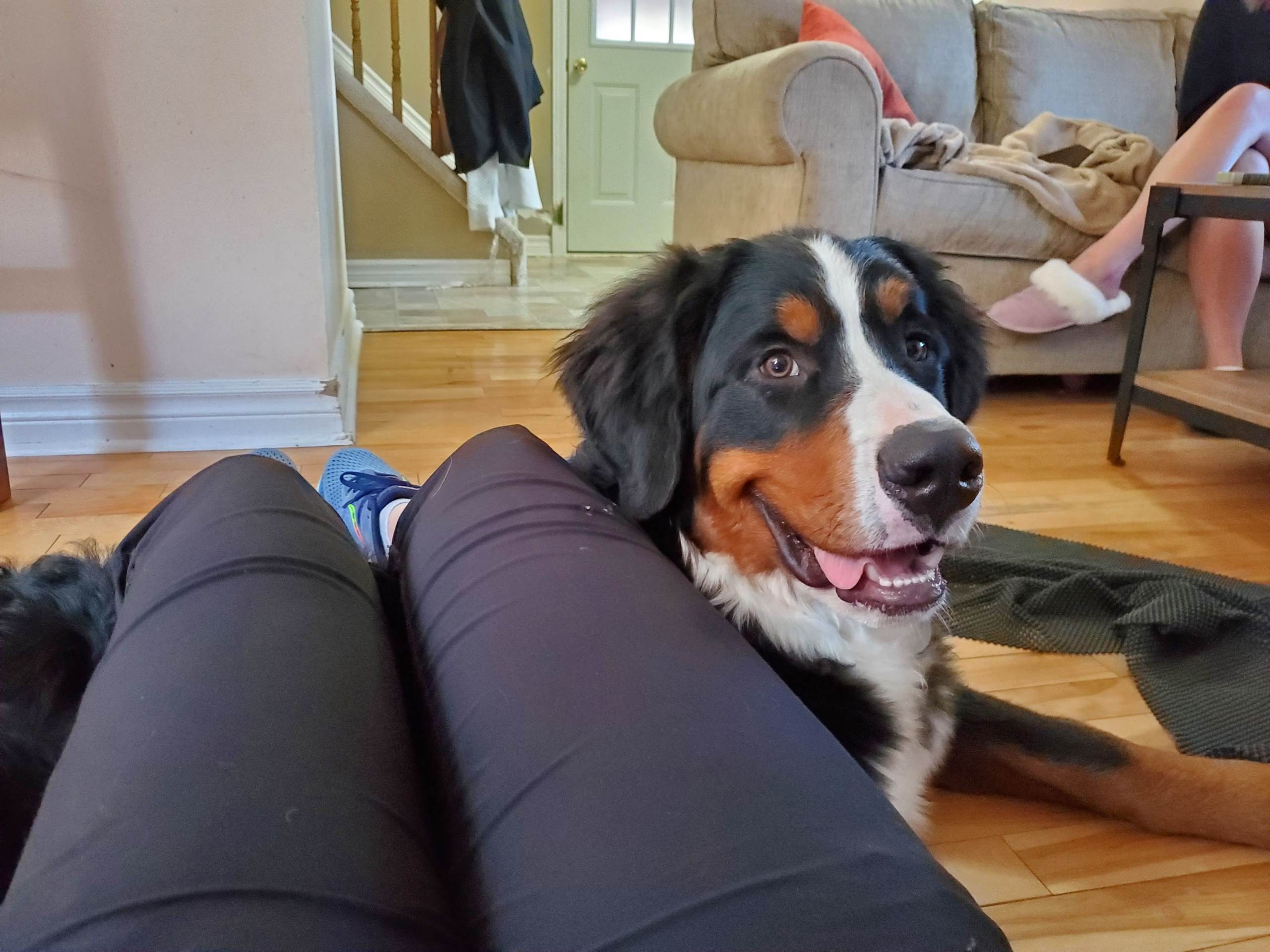 Protect your puppy’s joints and protect your wallet!  Preventing Orthopedic Issues in Young Bernese Dogs