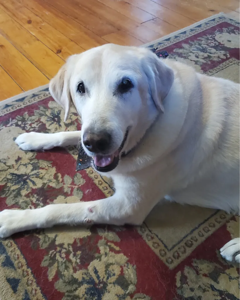 Unlocking Hope: Canine Cognitive Dysfunction and How Rehabilitation Can Restore Your Senior Dog’s Vitality