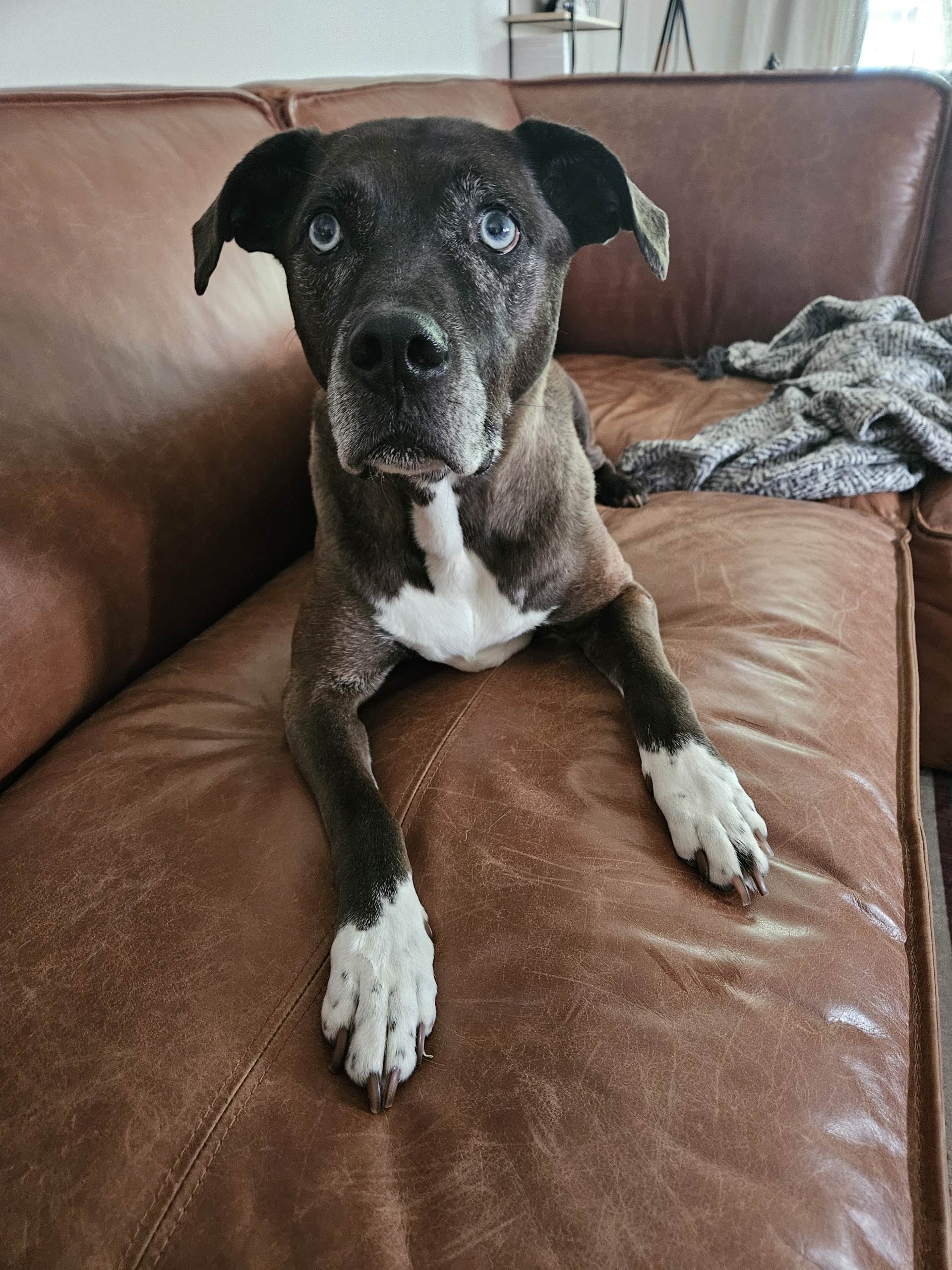 Behaviour Changes Caused by Pain Your Dog Wants You to Know About.