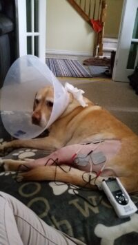 My dog had surgery…do they really need rehab?