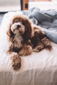 Could you tell if your dog was in pain?