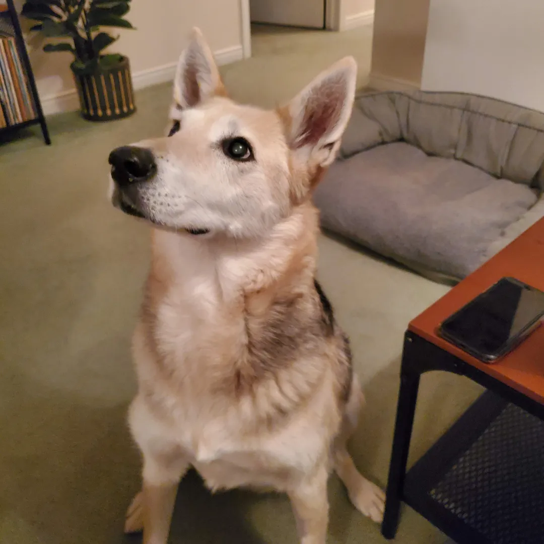 Does your dog have lumbosacral disease