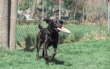 Could your dog have Exercise Induced Collapse (EIC)?