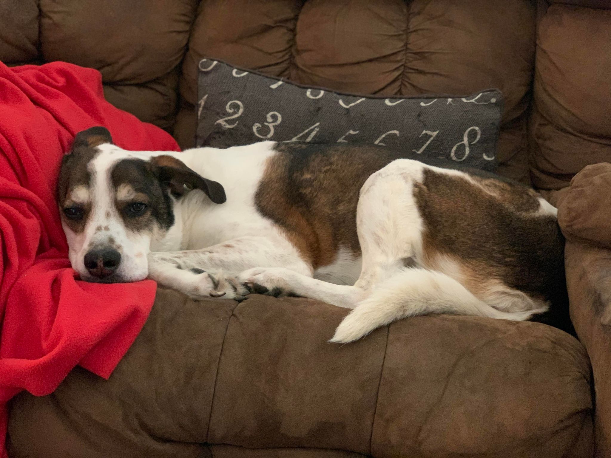 Changes in Your Dogs Abilities That are Caused by Pain.  Are You Attributing Them to the Wrong Thing?