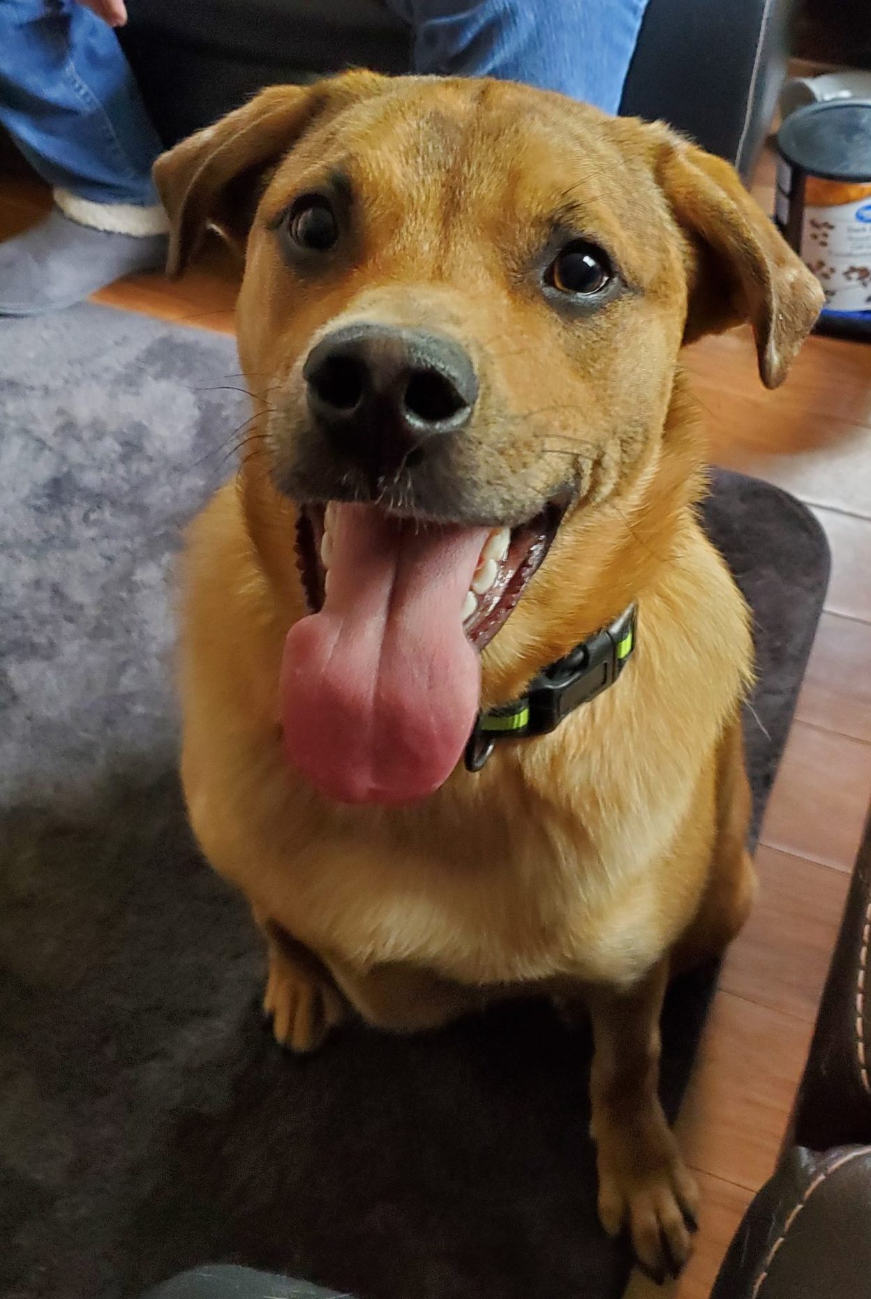 Could Your Dog Have Hip Dysplasia?
