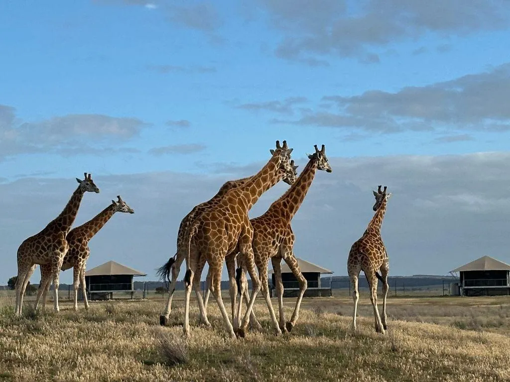 Zebras, giraffes, and strategy