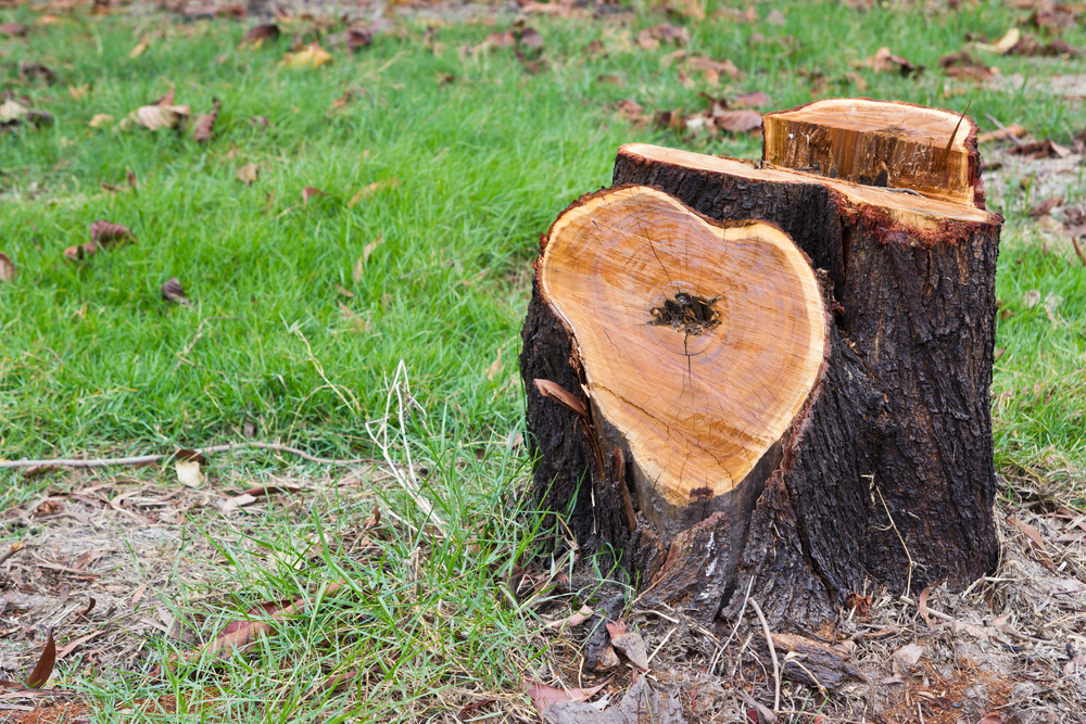 What Problems Can Old Tree Stumps Cause in Your Yard?