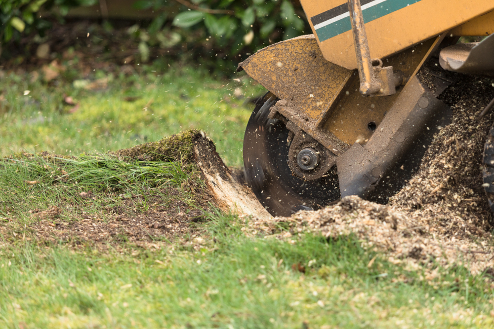 Stump Grinding vs. Stump Removal: What’s Best for Arkansas Lawns?