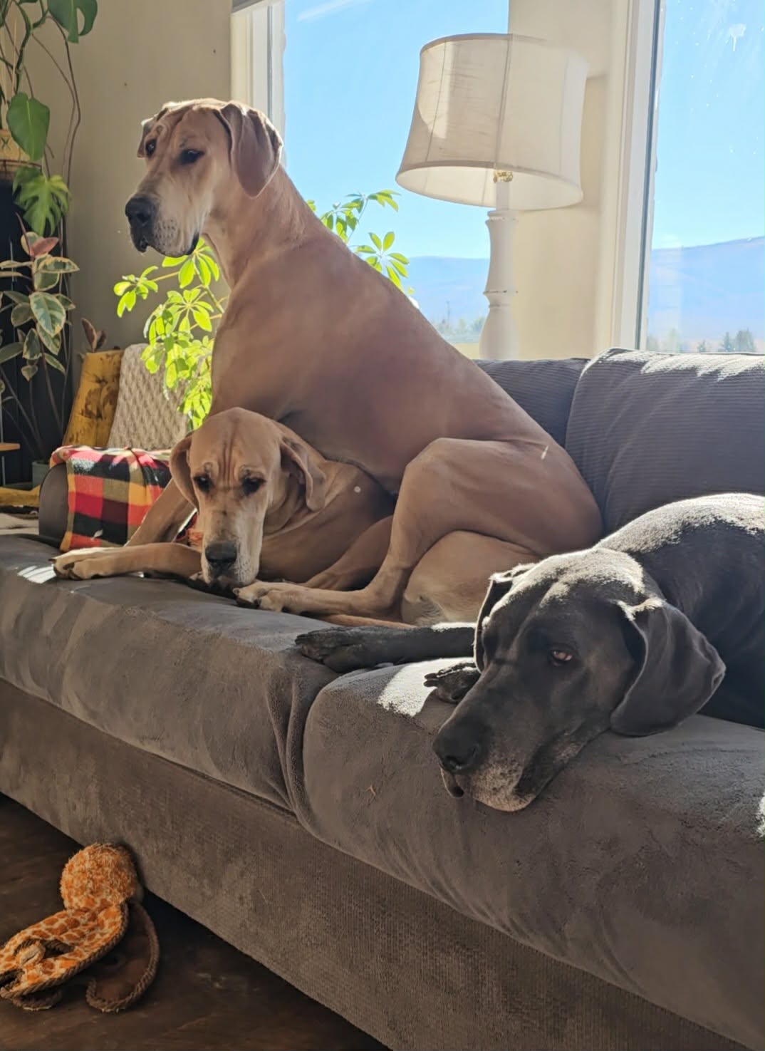 Great Danes: Understanding Their Temperament, Needs, and Unique Role in the Family