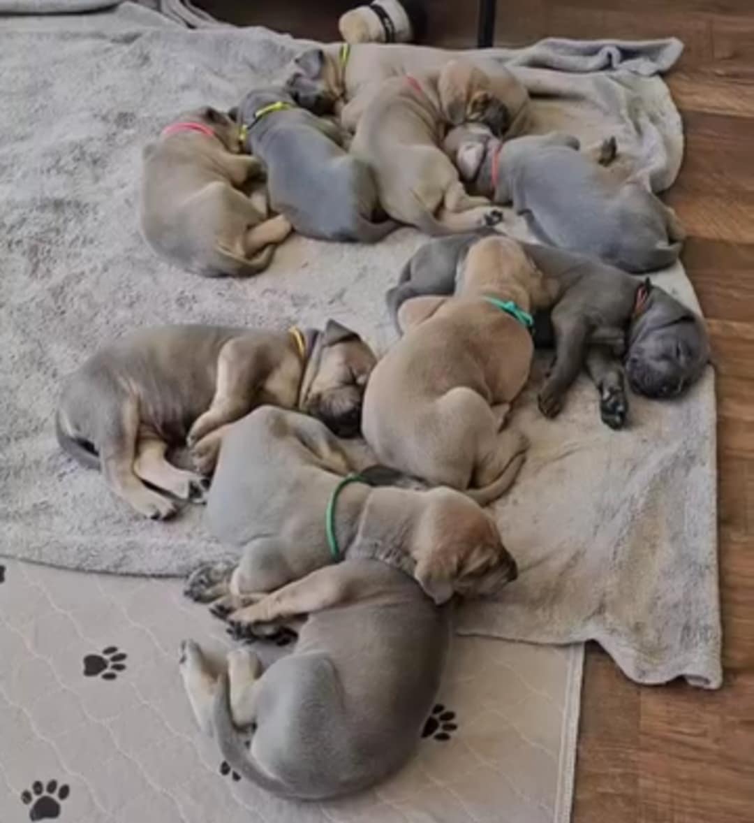 Great Dane Puppies