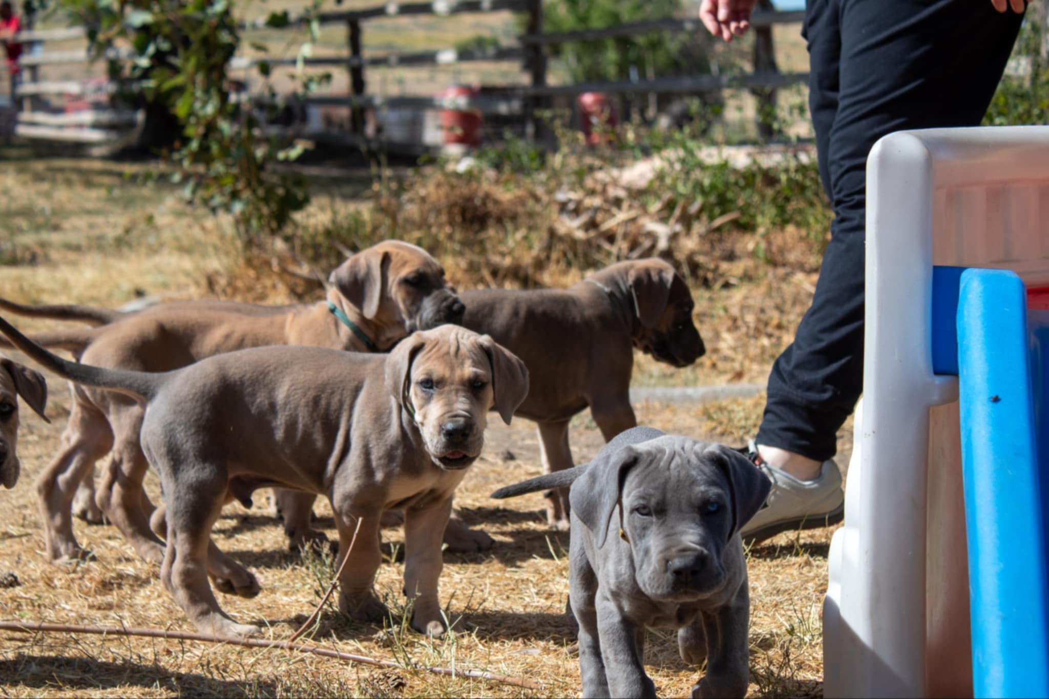 Ready for your next Great Dane Puppy?