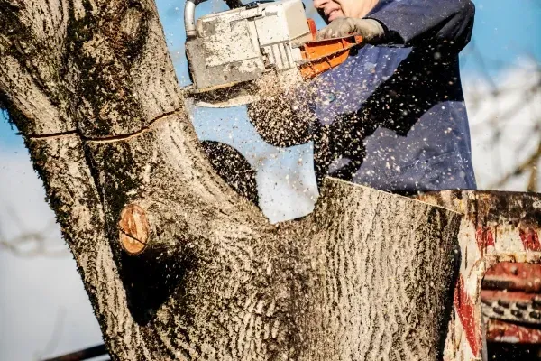 Why Regular Tree Maintenance Matters in San Tan Valley’s Desert Climate | Homeowner Guide