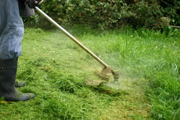 The Hidden Dangers of Ignoring Weed Growth in San Tan Valley, AZ | Landscape Medics