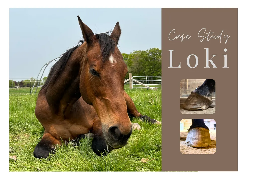 Loki Case Study | Elevate EQ