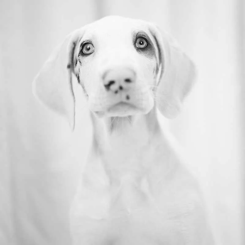 When should you get professional pet portraits