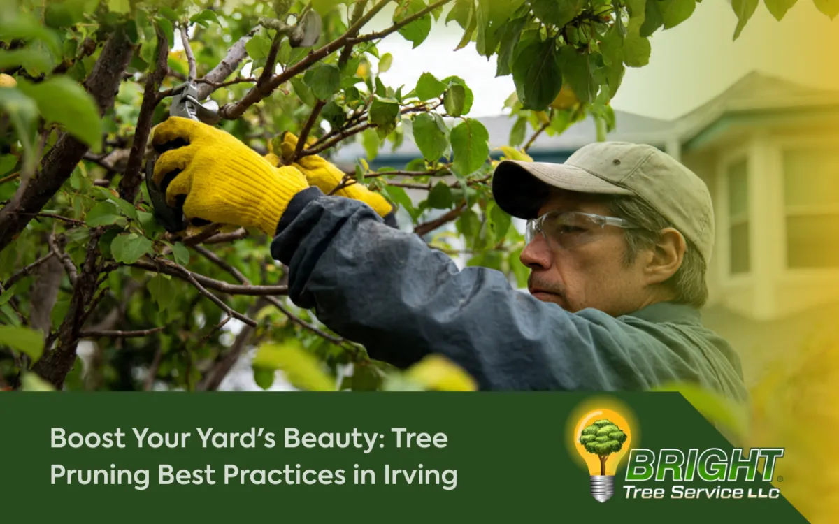 Homeowner applying Tree Pruning Best Practices in Irving to shape healthy backyard trees