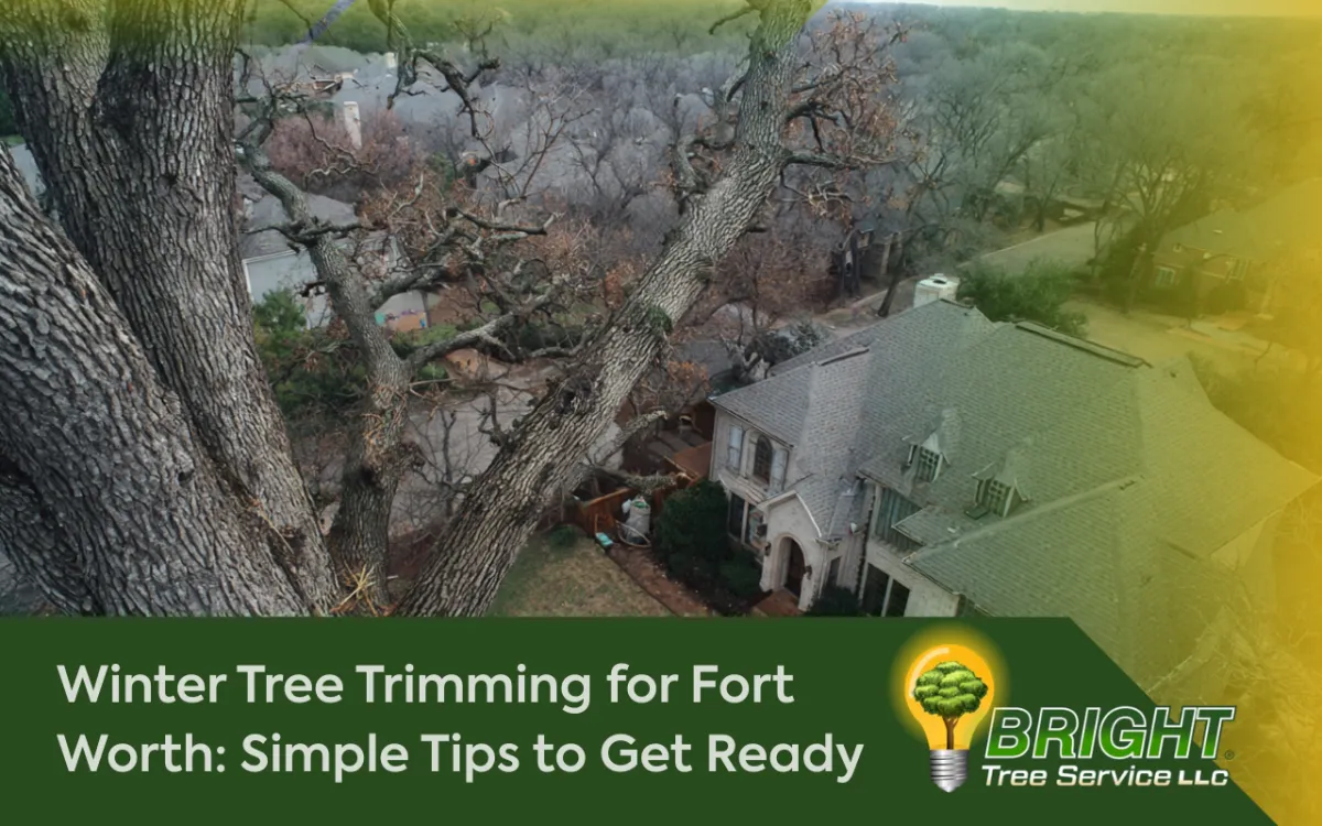 Winter Tree Trimming for Fort Worth backyard showing safe clearance around a suburban home in cold weather.