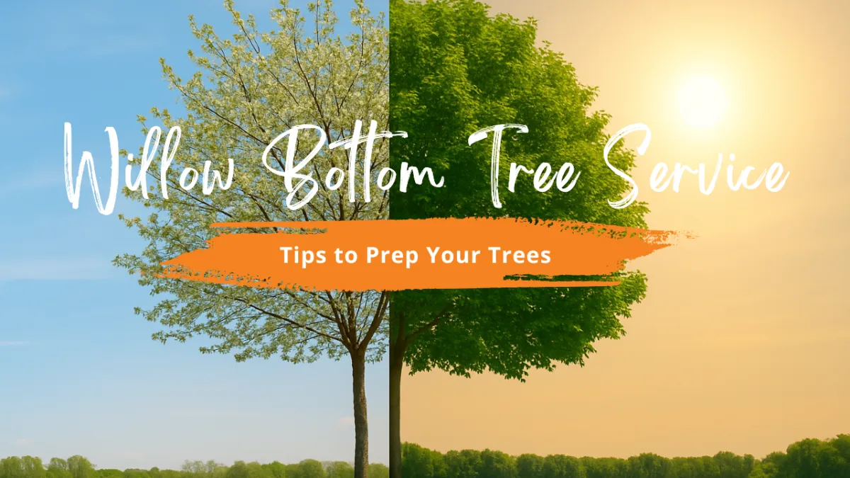 Summer Tree Care Tips for 2025 | Prevent Pests & Stress Damage