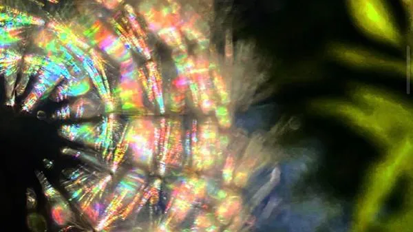 A close-up, abstract image of a dandelion seed head illuminated by rainbow light reflections, symbolizing fragility, complexity, and the need for structured systems to support growth and scalability.