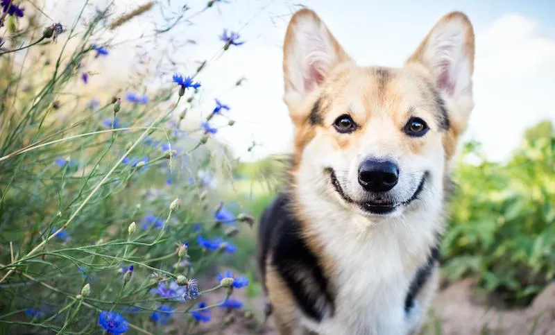 ￼Spring is the Perfect Time to Buy or Sell a House