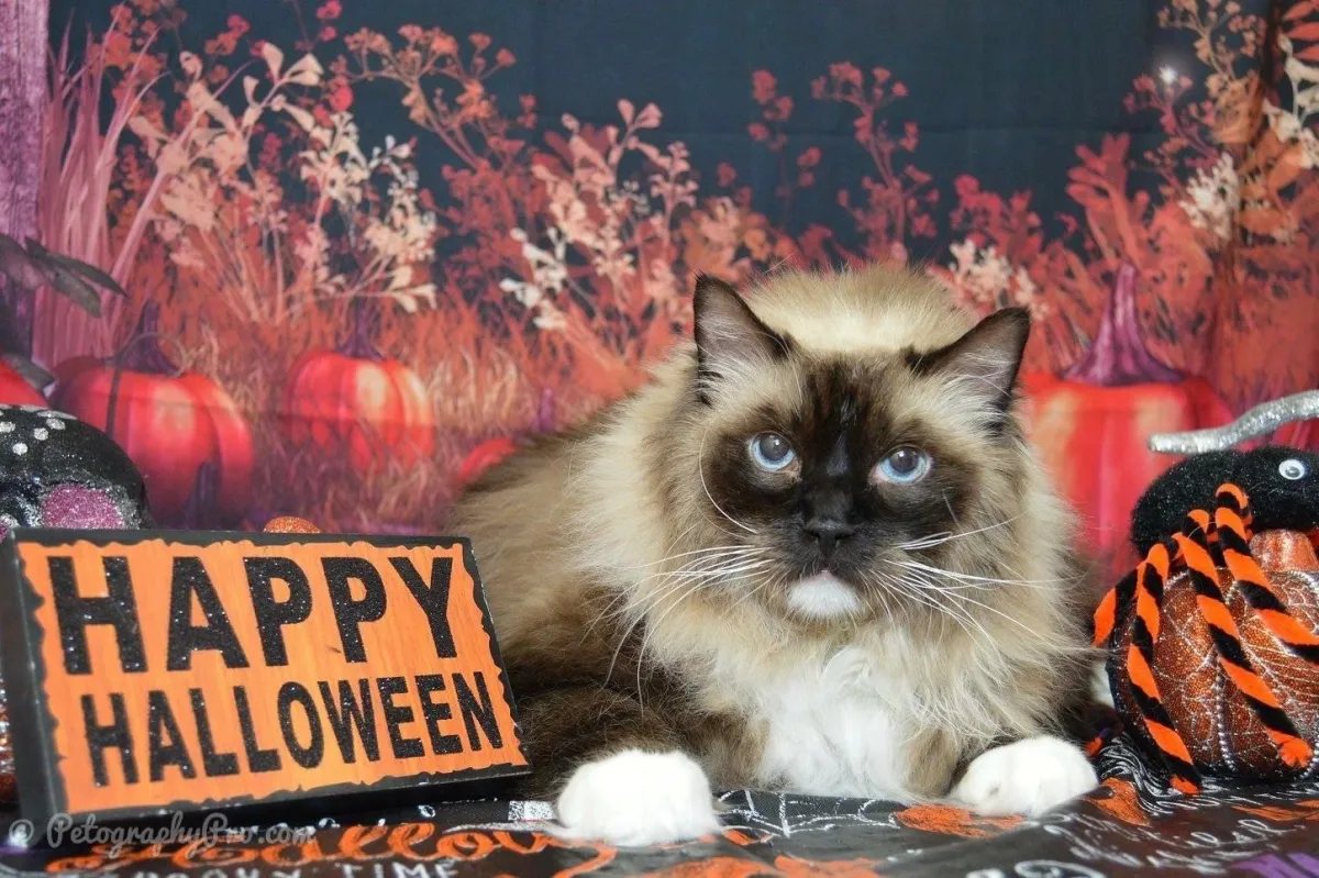 Halloween Safety Tips for Your Children