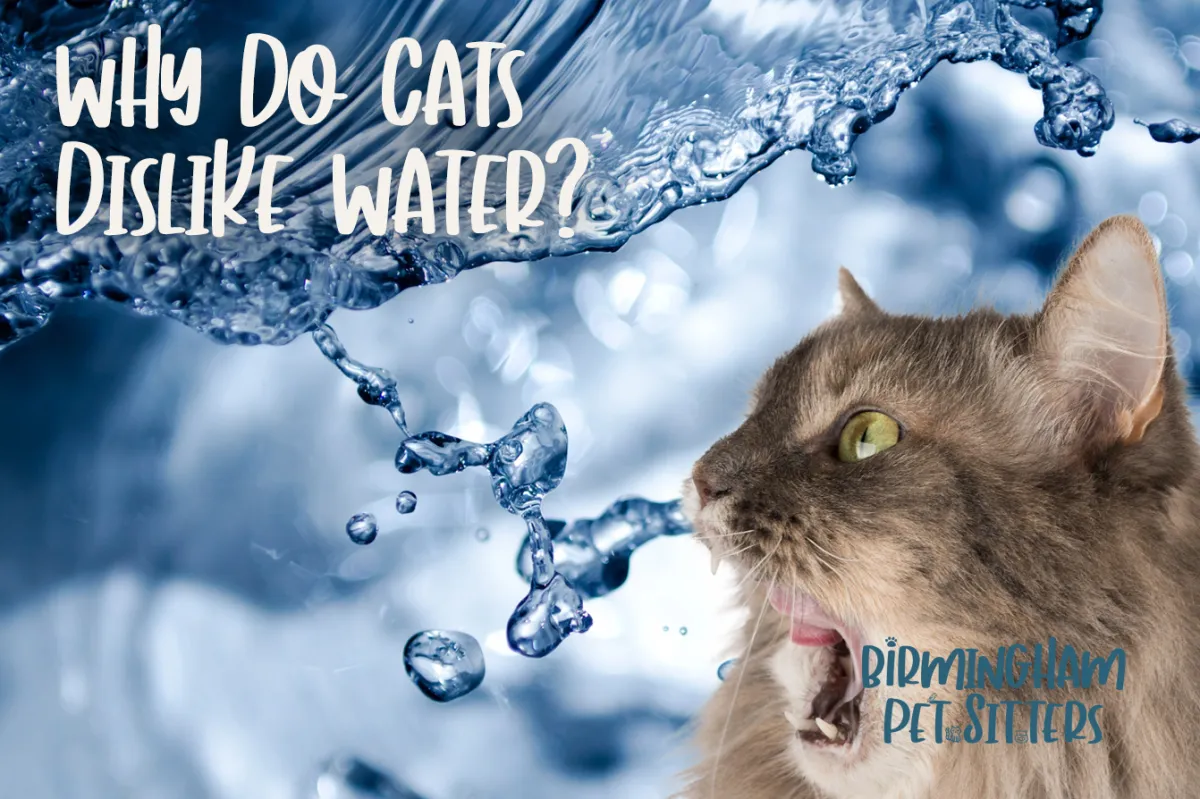 cat afraid of water