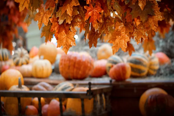 Fall Into Fun: Your Guide to Knoxville's Fall Festivals & More! 