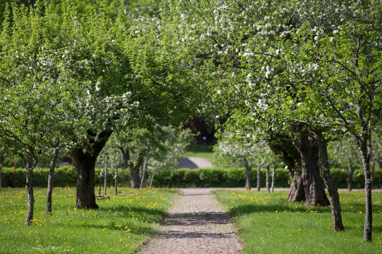 En grusgång mellan blommande äppelträd i grönskan