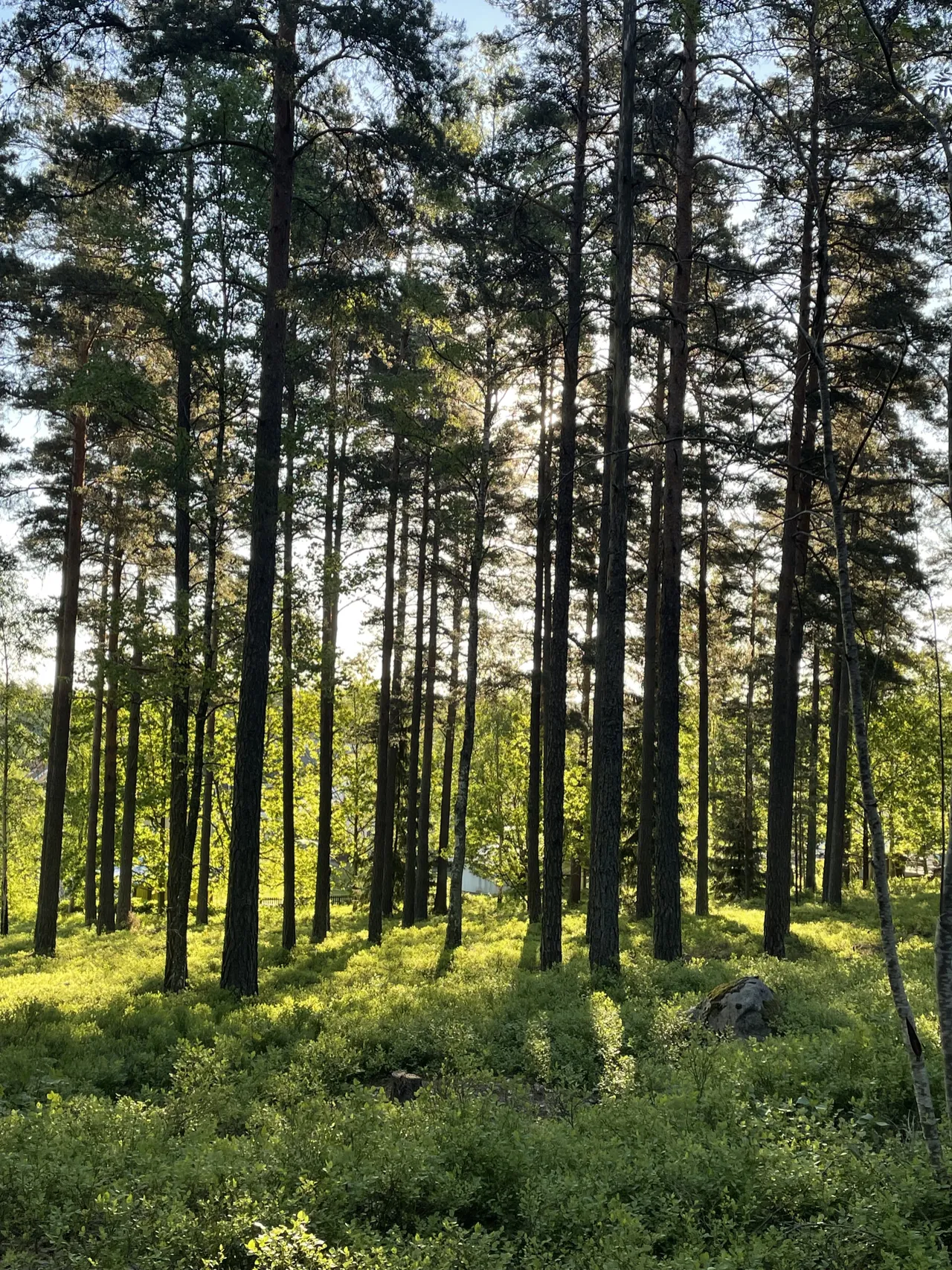 Solljus silar genom höga tallar i en grön skog