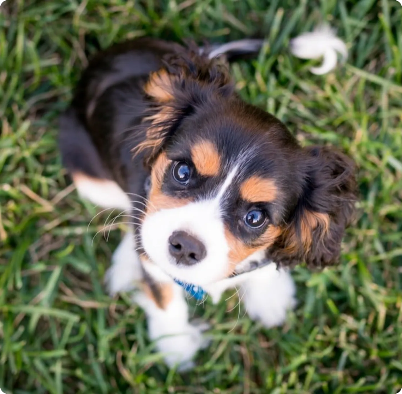 Young dog ready for a personalized training and development assessment