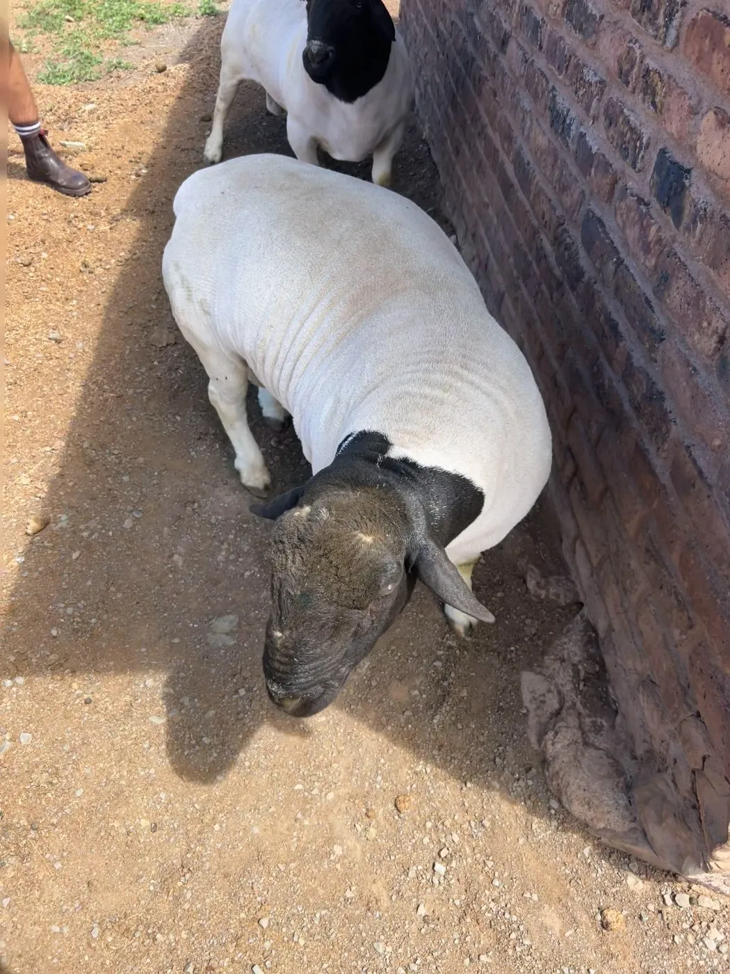 Dorper ram on a South African farm