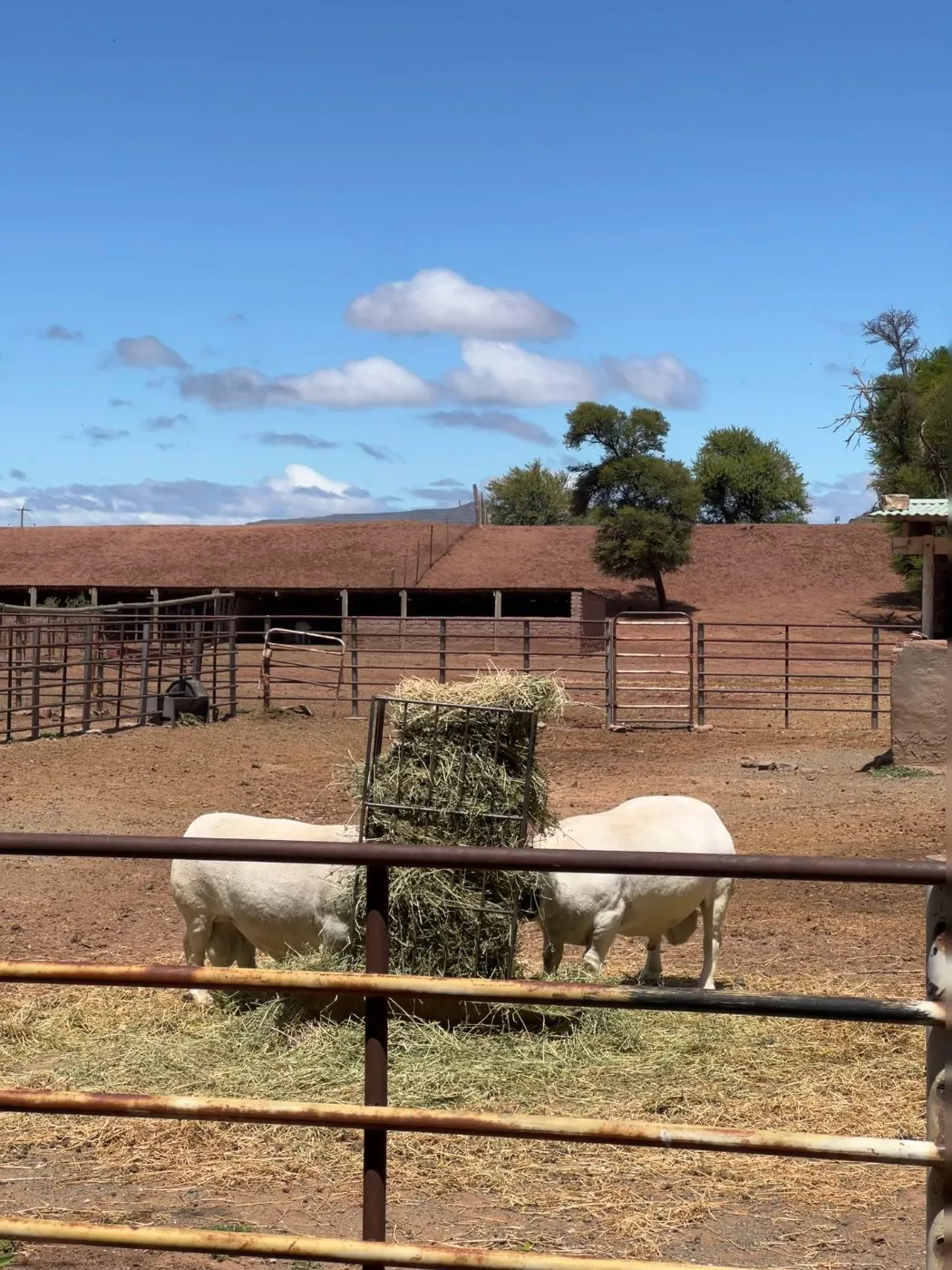 South African breeding farm pens