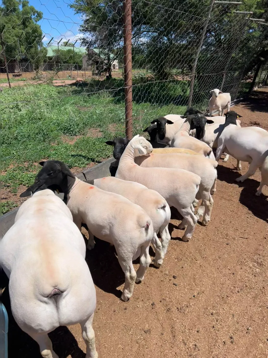Dorper flock on a South African farm