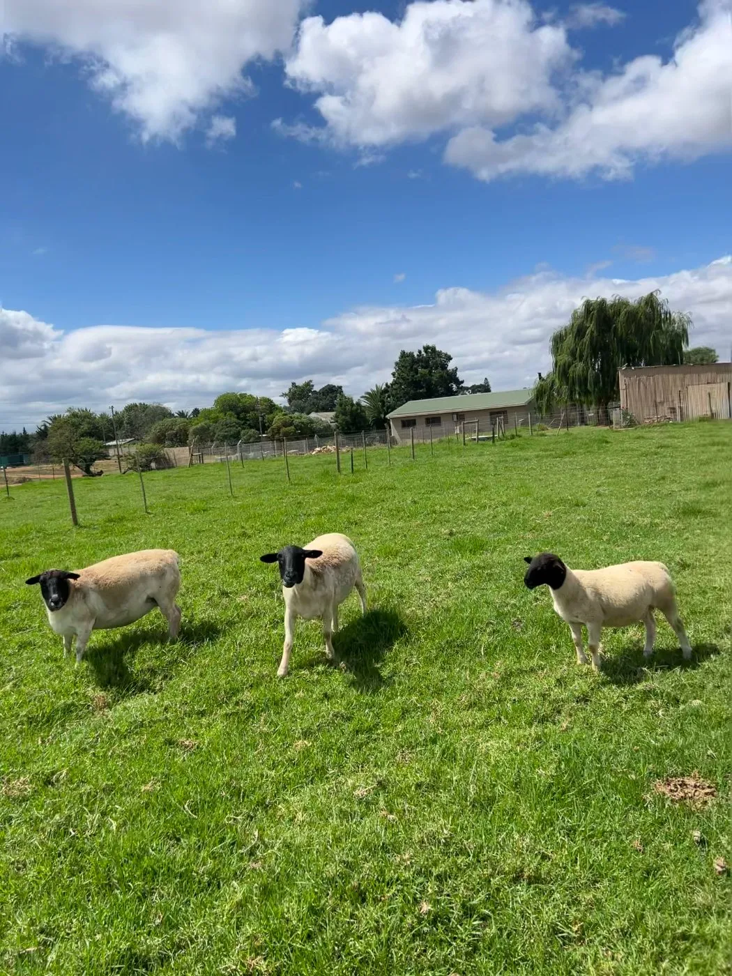 Sheep grazing on a South African farm